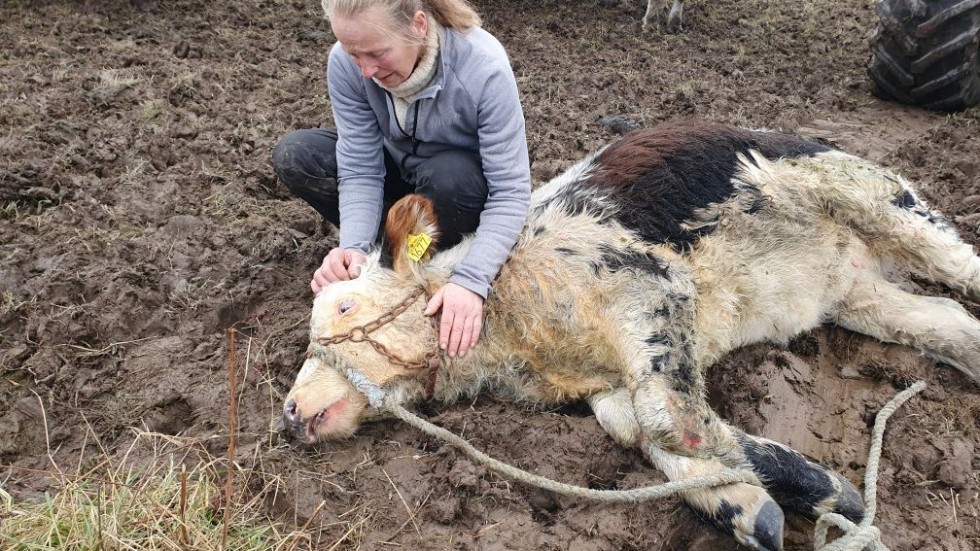 Efter räddningsinsatsen kunde kvigan återförenas med sin ägare Annika Johansson. "Efter lite veterinärtillsyn och en tvätt ska hon snart springa med de andra djuren igen", säger hon.