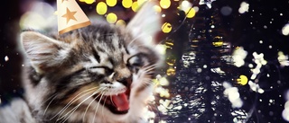 Dags att kora Årets lussekatt • Dela dina kattbilder här så kan du vinna