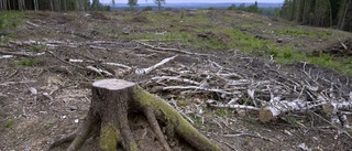 Balansjakt när EU pratar skog