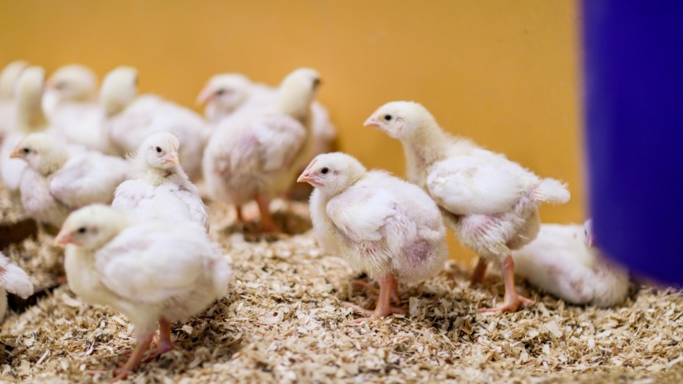 "EU måste också stoppa stympning av djur som görs helt i onödan. Det är absurt att en lantbrukare i Belgien kan beställa en maskin på Amazon för 80 euro och sen börja kapa näbbarna på sina kycklingar", skriver C-politikerna.