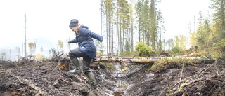 Forskare restaurerar våtmarksområde i Vindeln: ”I det här området har människor grävt diken sedan 1700-talet.”