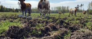 Hans-Gunnar uppriven – drygt 14 hektar mark sönderbökad: "Vildsvinen måste bort"