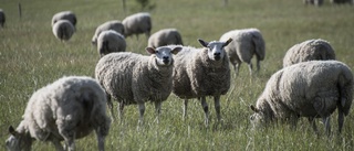 Föreningen om stängsel: "Markant kostnad för fårägare"
