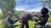 Sex dagar gammal elefantunge hittad övergiven