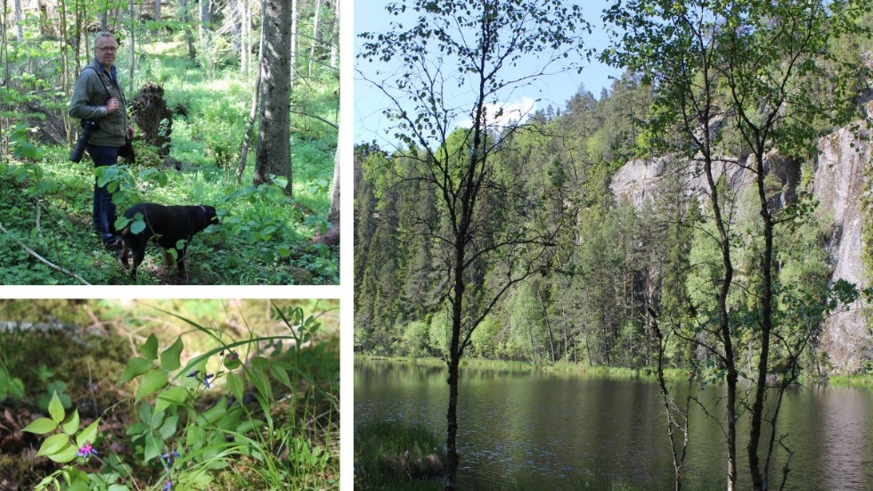 Väsby branter är naturskönt men samtidigt svårtillgängligt. Det vill Kindas kommunekolog Anders Tingvall ändra på. Vårärt är en av de många sällsynta växterna i naturreservatet. 
