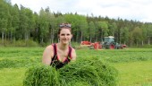 Dags för slåtter: På Sjundekvill skördas gräset som ska bli kornas foder till vintern