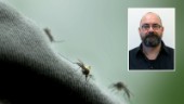 Kan man bli immun mot mygg? Myggexperten ger svar på allt om blodsugarna
