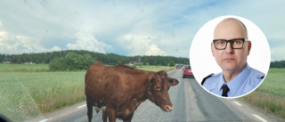 Polisen får dagliga larm om boskap på rymmen – går ut på vägarna: "Ett jätteproblem"
