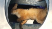 Död räv hittades på badets toalett: ”Vill inte tänka på lidandet”