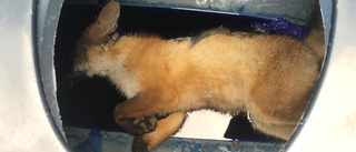 Död räv hittades på badets toalett: ”Vill inte tänka på lidandet”