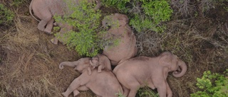 Känd elefantflock övergav skadad unge