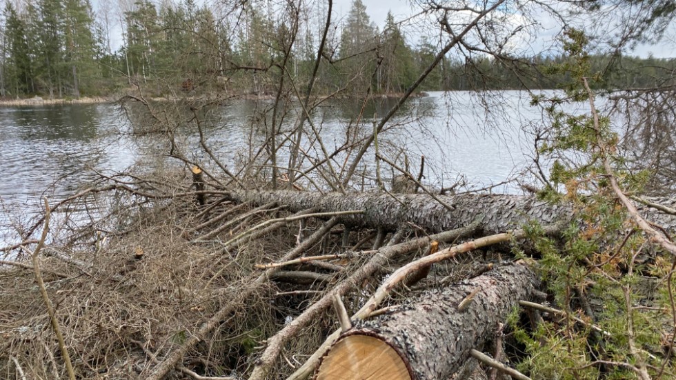 Glotternskogens naturreservat har drabbats av granbarkborre, enligt kommunekolog Malin Larsson.