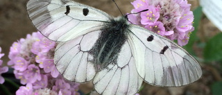 Två av tio hotade fjärilar kan ha dött ut