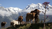 Schweiz ska folkomrösta – om kobjällror