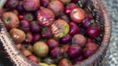 Äppelmust återkallas – kan innehålla mögelgift