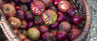 Äppeldryck återkallas - kan innehålla miljögift