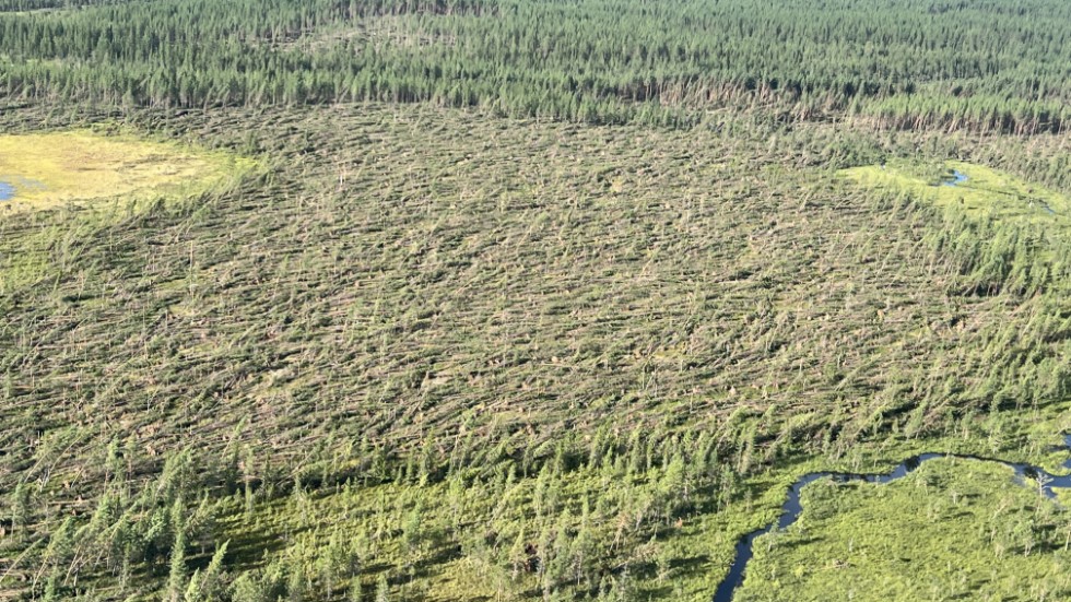 Stormfälld skog efter ovädret Hans framfart i Västerbotten för ett par veckor sedan.