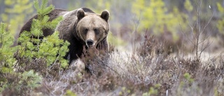 5:e björnen sköts - licensjakten avlyst i område 3