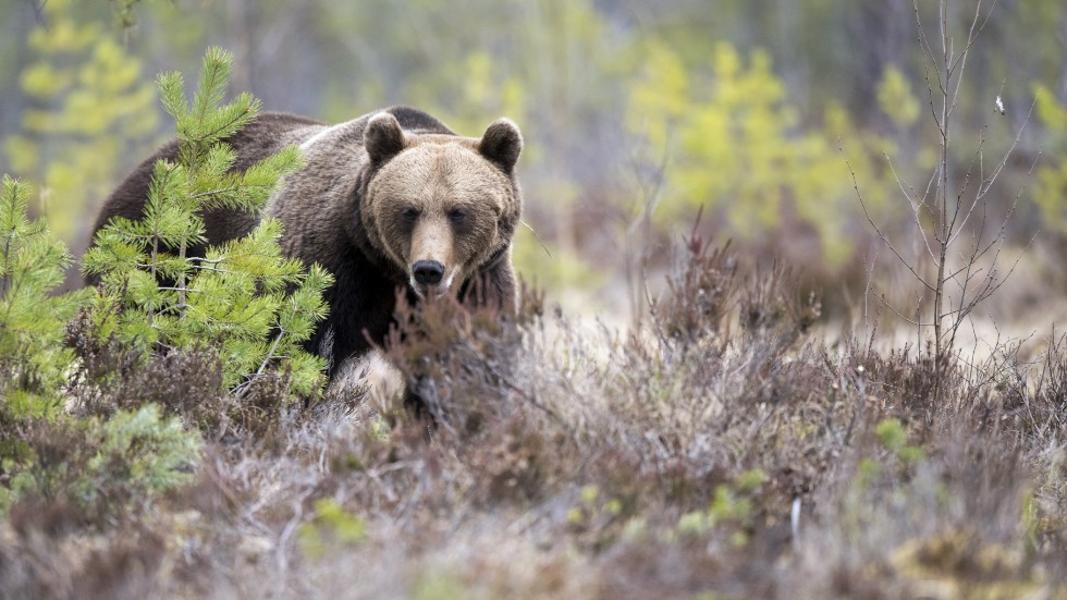 
81 bears are allowed to be hunted in Västerbotten during the licensed hunting period between August 21 and October 15.