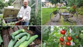 Årets trädgård: Börje Remstam maxar skörden – med minimalt arbete