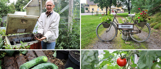 Årets trädgård: Börje Remstam maxar skörden – med minimalt arbete