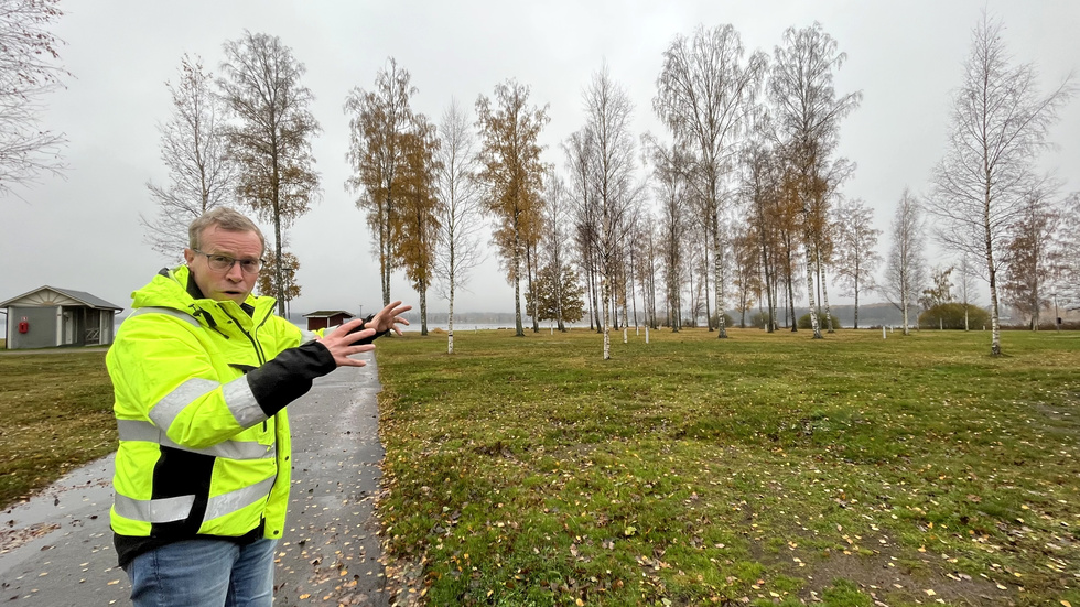 Jan Robertsson, skogsförvaltare på ÖSK, bjöd in till pressträff på campingen för att berätta om föryngringen av björkarna.