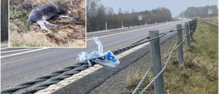 Man avliden efter viltolycka på E4 i Höglandsnäs
