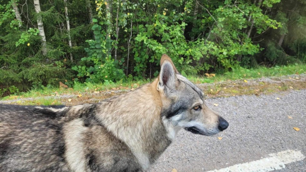 Ett av de två djuren som sågs mellan Hjorted och Västervik. "De här bilderna förställer ingen renrasig hund. Är det någonting är det möjligen varghybrider men utifrån bilderna skulle jag inte utesluta att det är varg", säger Per Jensen. 