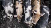 EU har fegat ur om nya lagar för djurhållning