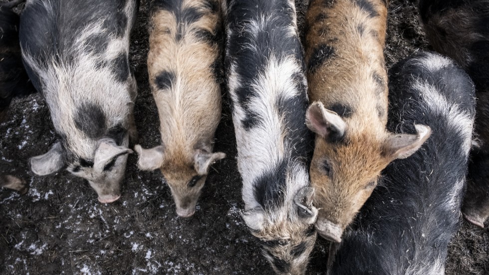 Vi ska absolut införa ett totalförbud mot rutinmässig svanskupering av grisar och näbbtrimmning inom kycklingproduktionen, skriver debattörerna.