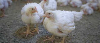 Svensk kyckling– ett bra val för konsumenten