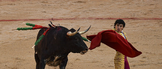 Spanien: Tjurfäktning undantas i djurskyddslag