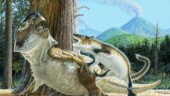 Upptäckten: Dinosaurie föll offer för däggdjur