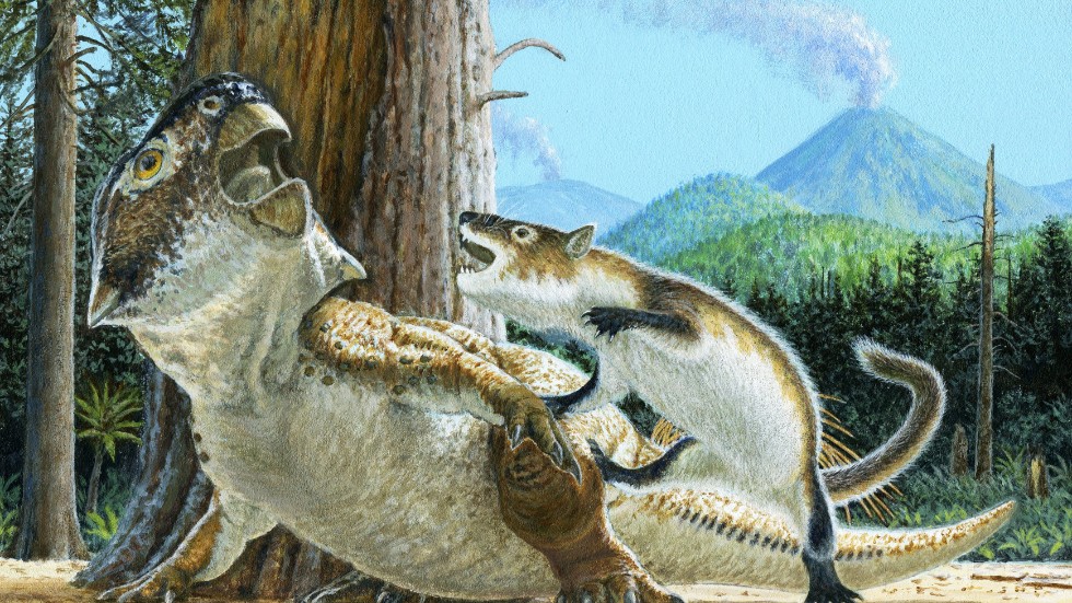 Ett däggdjur attackerar en dinosaurie. Däggdjuret är en Repenomamus, dinosaurien en Psittacosaurus. Rekonstruktionen bygger på ett nytt, extremt ovanligt fossil från Kina.