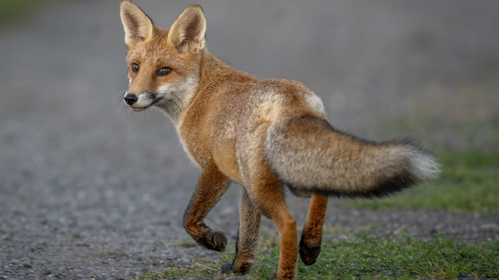 Insändarskribenten har diktat om en kurdisk räv som för i en foxtrot. (Arkivbild)