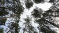 Håll Bryssel borta från den svenska skogen