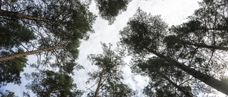 Skogens dilemma som klimaträddare