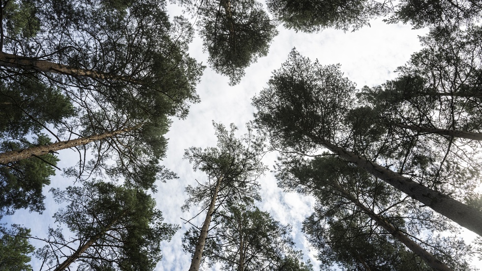 Skogen är en nyckelfaktor i klimatarbetet.