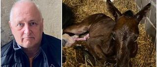 Travhäst dog – nu behöver fölet en ny mamma: "Läget är akut"