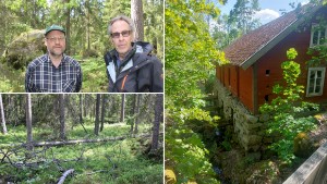 Vimmerby har en egen gammelskog – nu riskerar den att kalhuggas