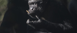 Schimpanser ger ledtrådar om mänskligt språk