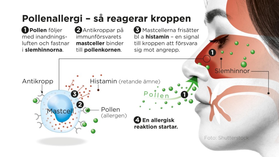 Det här händer i kroppen vid en allergisk reaktion.