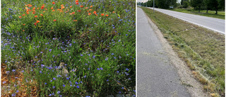 Linköpings kommun motverkar biologisk mångfald 