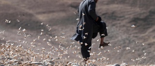 Gräshoppor plåga i hungerns Afghanistan