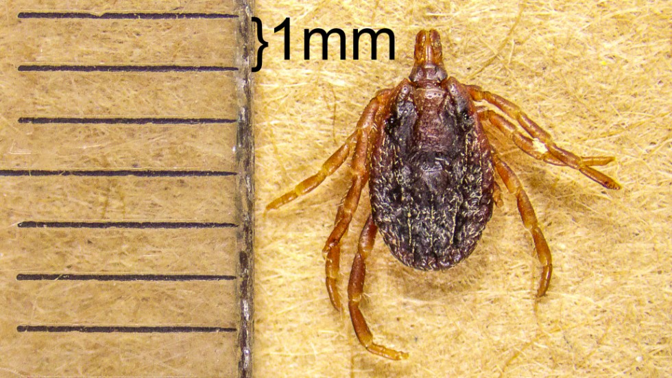 This is what the hyalomma tick looks like.