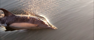 Delfiner i Trosa skärgård – igen: "Häftig upplevelse"