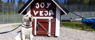 Terapihunden Joy sprider glädje och lugn på anstalten