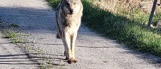 Länsstyrelsen oroas inte av varg i samhällen