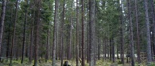 Svårt se skogen som rik på biologisk mångfald