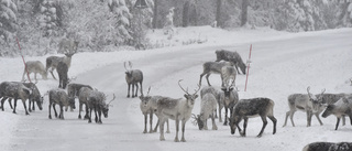 Snön gör vägarna till dödsfälla för renar